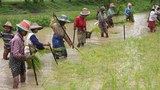 farmers-plant-305