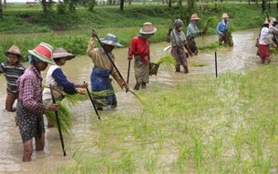 farmers-plant-305 farmers-plant-305