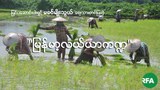 myanmar-agriculture-622.jpg