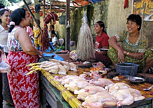 bazaar_chicken_305_z.png bazaar_chicken_305_z.png