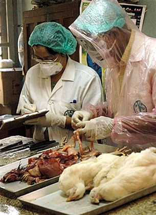 bird_flu_305px.jpg bird_flu_305px.jpg