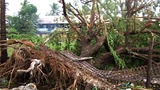 cyclone_giri_trees_kyaukphyu_305_z.png