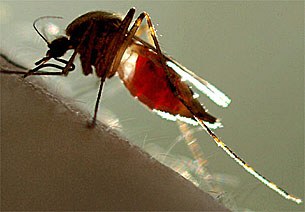 mosquito-305.jpg mosquito-305.jpg