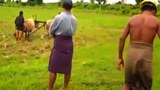 farmer-thanlyn-b305