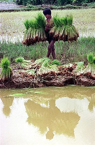 farmer_305_z farmer_305_z