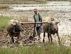 farmer_buffalos_305_z farmer_buffalos_305_z