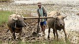 farmer_buffalos_305px.jpg