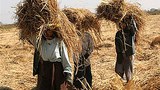 farmers_hay_bunches_305_z.jpg
