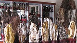 fosil_wood_305px.jpg