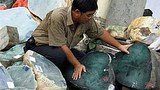 jade_trader_305px.jpg