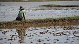 nargis_farmer_305px.jpg