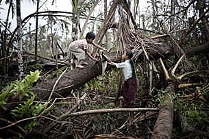 nargis_tree_forest_305_z.png nargis_tree_forest_305_z.png