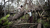 nargis_tree_forest_305_z.png