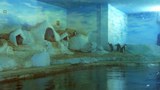 naypyidaw-penguin-b305
