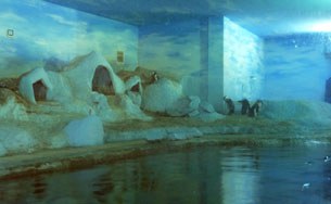 naypyidaw-penguin-b305 naypyidaw-penguin-b305