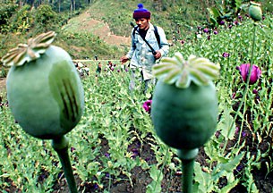opium-poppy-305.jpg opium-poppy-305.jpg