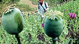 opium_poppy_305px.jpg