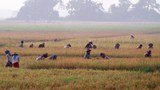 paddy-field-farmer-305