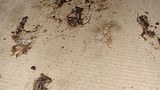 rats_dead_road_305px.jpg