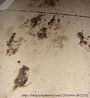 rats_dead_road_305px.jpg rats_dead_road_305px.jpg