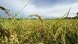 rice_paddy_field_305_z.png