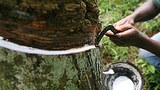 rubber_sap_305px.jpg