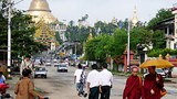 saffron_one_year_305px.jpg