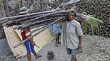 sugar_cane_305_z.jpg