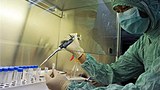 swine_flu_vaccine_305px.jpg