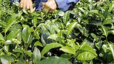 tea_leave_picker_305px.jpg