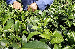 tea_leave_picker_305px.jpg tea_leave_picker_305px.jpg