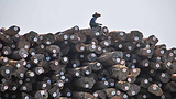teak_log_export_305_z.png