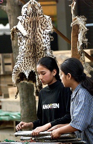 tiger_skin_305px.jpg tiger_skin_305px.jpg