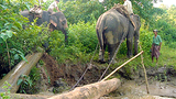 timber-elephant-305.png