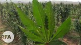 hemp-622.jpg