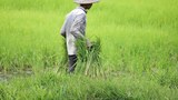 စိုက်ပျိုးစရိတ်ချေးငွေ ပြန်ဆပ်ဖို့ တောင်သူတွေ ဖိအားပေးခံရ