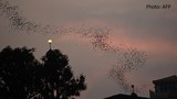 yangon-bat-622.jpg