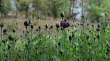 opium-cultivation-622.jpg