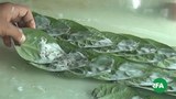 betel-leaf-622