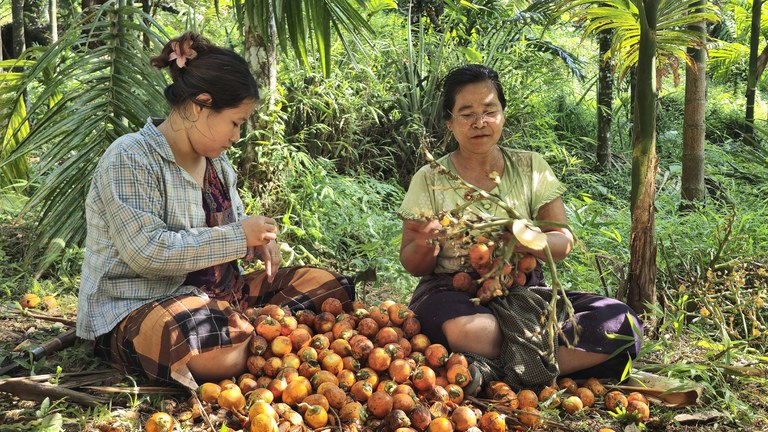 မွန်​ပြည်နယ် ရေးမြို့နယ် ကျောင်းရွာ တိုက်နယ်မှ ကွမ်းသီးစိုက်ခင်းပိုင်ရှင် ဒေါ်စန်းဝင်းတို့ သားအမိ ကွမ်းသီး ဆွတ်ယူသိမ်းနေသည်ကို ၂၀၂၄ ခုနှစ် နိုဝင်ဘာလ ၁၁ ရက်နေ့က တွေ့ရစဉ်။ (Photo: RFA)