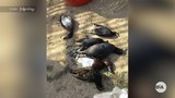 birds-mandalay-622