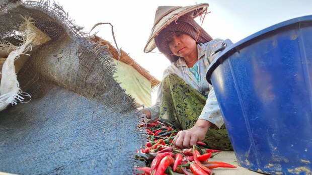 နယ်စပ်ကုန်သွယ်ရေးပိတ်လို့ ငရုတ်စျေးကျပြီး တောင်သူတွေအခက်တွေ့ နယ်စပ်ကုန်သွယ်ရေးပိတ်လို့ ငရုတ်စျေးကျပြီး တောင်သူတွေအခက်တွေ့