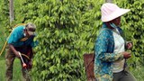 တရုတ်နယ်စပ်ပိတ်မှုကြောင့် ကချင်ဒေသ ငရုတ်ကောင်းစိုက်သူတွေ အခက်တွေ့