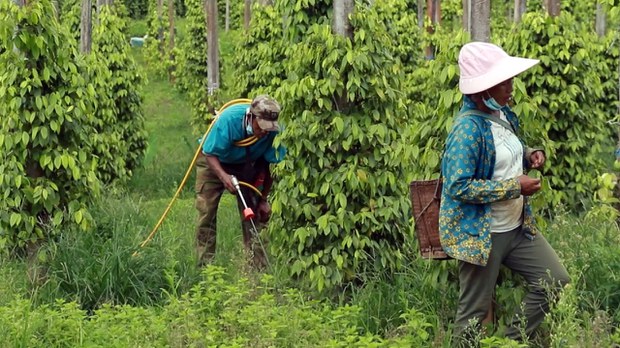 တရုတ်နယ်စပ်ပိတ်မှုကြောင့် ကချင်ဒေသ ငရုတ်ကောင်းစိုက်သူတွေ အခက်တွေ့ တရုတ်နယ်စပ်ပိတ်မှုကြောင့် ကချင်ဒေသ ငရုတ်ကောင်းစိုက်သူတွေ အခက်တွေ့