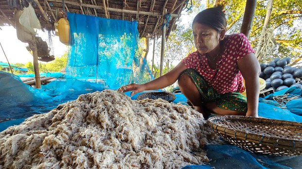ဘိုကလေးမြို့နယ်က မျှင်ငါးပိသမားတွေ အခက်အခဲတွေ ဖြစ်နေ ဘိုကလေးမြို့နယ်က မျှင်ငါးပိသမားတွေ အခက်အခဲတွေ ဖြစ်နေ