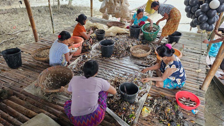 ဘိုကလေးမြို့နယ်၊ ဧရာကျေးရွာအုပ်စု၊ ရေကျော်ကြီးကျေးရွာရှိ ကိုမောင်၏ ကျားပိုက် လုပ်ငန်းခွင်အား ၂၀၂၃ ခုနှစ် စက်တင်ဘာလ ၁ ရက်နေ့က တွေ့ရစဉ်။ (Photo: RFA)