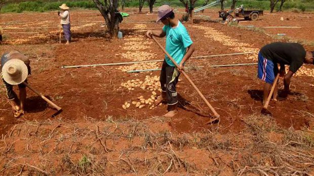 မှောင်ခိုဝင်ရောက်လာတဲ့ တရုတ်အာလူးတွေကြောင့် မြန်မာတောင်သူတွေ အရှုံးပေါ် မှောင်ခိုဝင်ရောက်လာတဲ့ တရုတ်အာလူးတွေကြောင့် မြန်မာတောင်သူတွေ အရှုံးပေါ်
