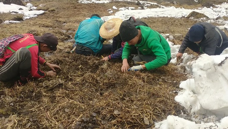 ကချင်ပြည်နယ် ပူတာအိုဒေသရှိ ရေခဲတောင်ပေါ် မှာ ရှီးပဒီး ရှာနေသူတွေကို ၂၀၂၂ ခုနှစ် ဇွန်လမှာ တွေ့ရစဥ်