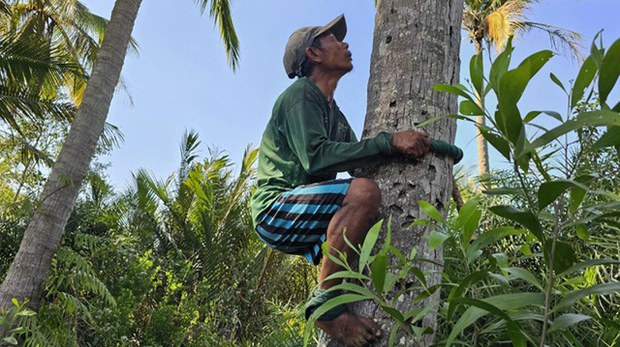 ဝမ်းရေးအတွက် အန္တရာယ်ကြား ရုန်းကန်နေတဲ့ အုန်းတက်သမား ဝမ်းရေးအတွက် အန္တရာယ်ကြား ရုန်းကန်နေတဲ့ အုန်းတက်သမား
