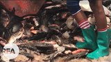 fishery-622.jpg